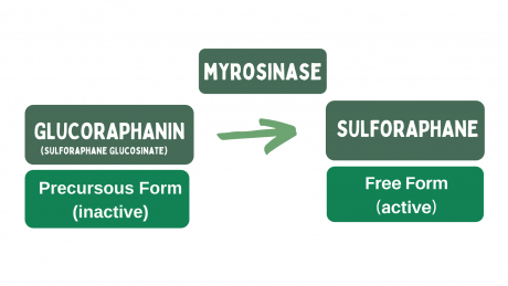 prostaphane sulforaphane myrosinase